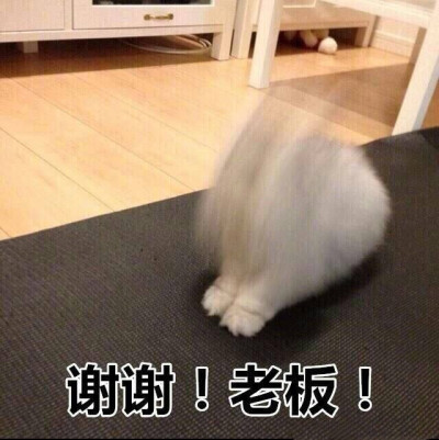 猫咪表情包