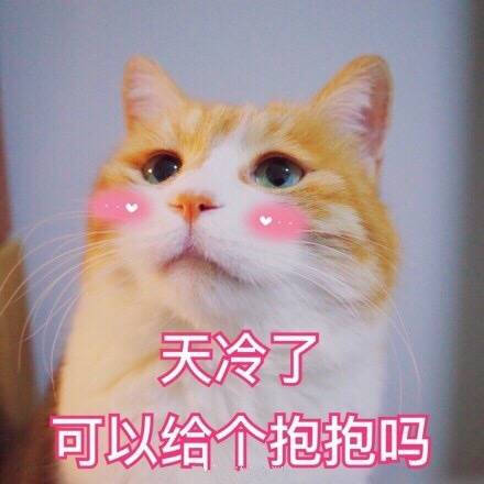 猫咪表情包