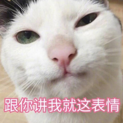 我这不是肉，是妈妈的钱 猫咪表情包