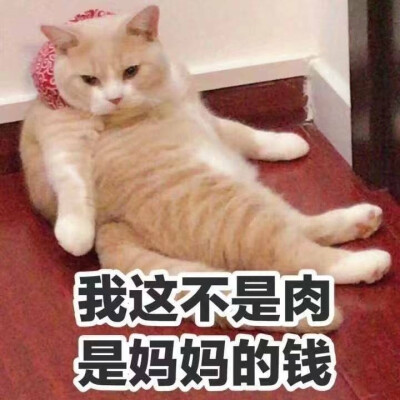 我这不是肉，是妈妈的钱 猫咪表情包