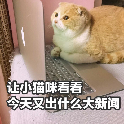 我这不是肉，是妈妈的钱 猫咪表情包