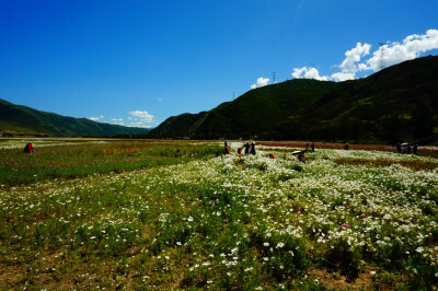 稻城亚丁花海