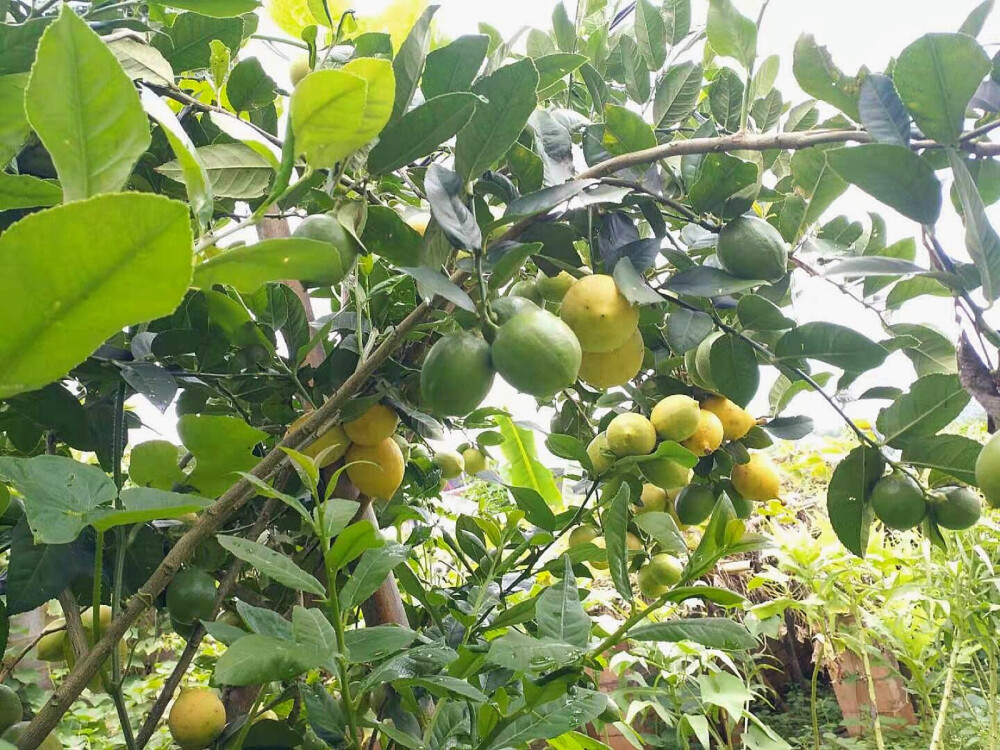 【一竹·美食】
小山，
谢谢你带给我这么多美食，
紫色的玉米，
香、软、糯、超Q弹，
紫色的紫苏+木瓜+黑糖+小米辣，
吃过的都知道，
柠檬当然是拌盐巴辣子啦，
还有好看好吃的黄金粑粑
……