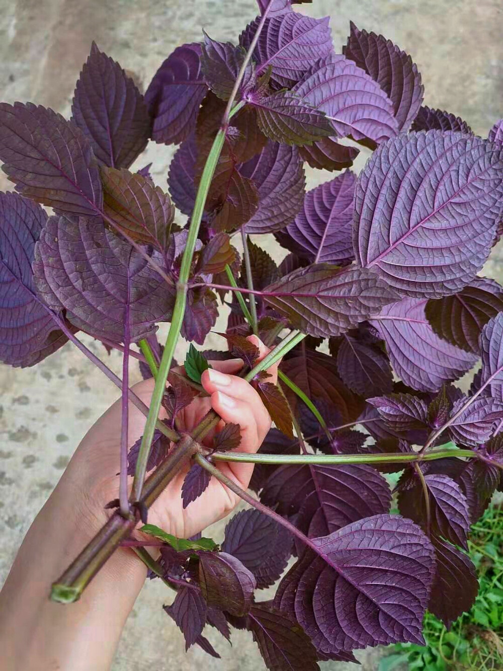 【一竹·美食】
小山，
谢谢你带给我这么多美食，
紫色的玉米，
香、软、糯、超Q弹，
紫色的紫苏+木瓜+黑糖+小米辣，
吃过的都知道，
柠檬当然是拌盐巴辣子啦，
还有好看好吃的黄金粑粑
……