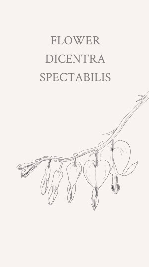 滴血的心（bleeding heart）：学名荷包牡丹 Dicentra spectabilis，原产于中国北部，花如荷包、叶似牡丹、多为桃红色与白色的复色花，花形玲珑叶丛错落。因其形似心脏，英文也称之为 Bleeding heart。花语是答应追求，答应求婚的意思。