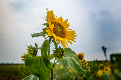 sunflower