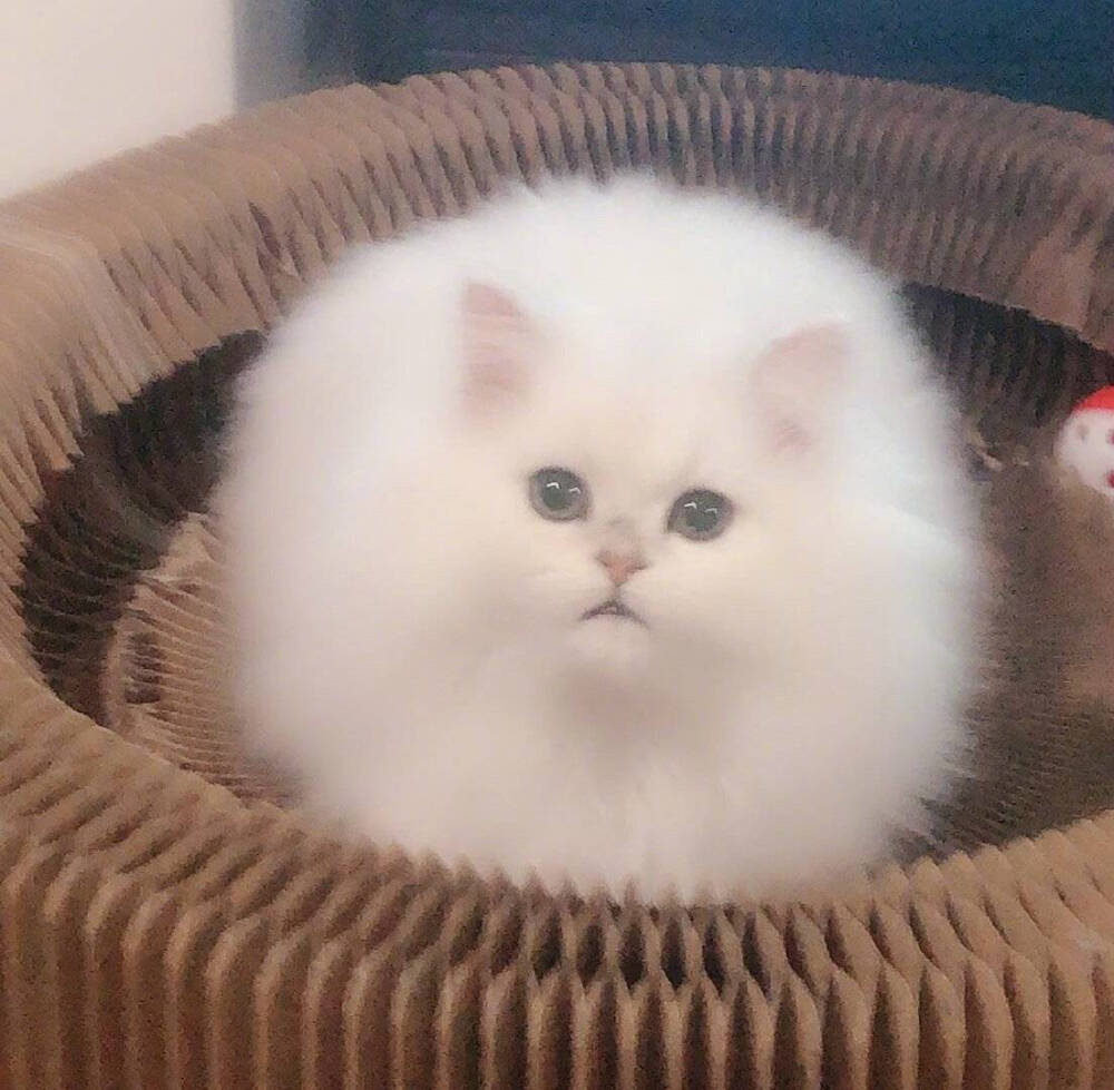 weibo:喵星人星球 /文案: 猫猫球！！！