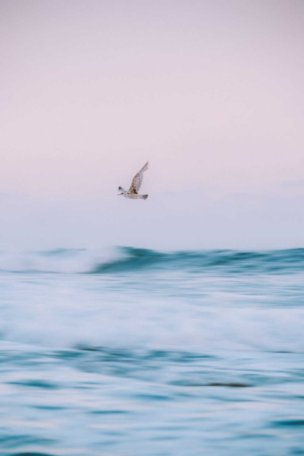 海面上的飞鸟