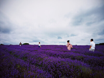 花田里的少男少女
@Cotswold Lavender, England