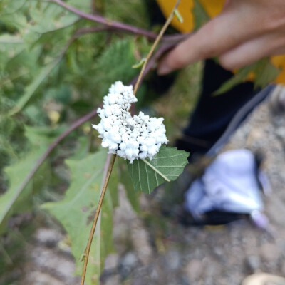 抓了漂亮虫
等一个赫拉格