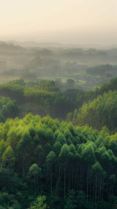 雨林