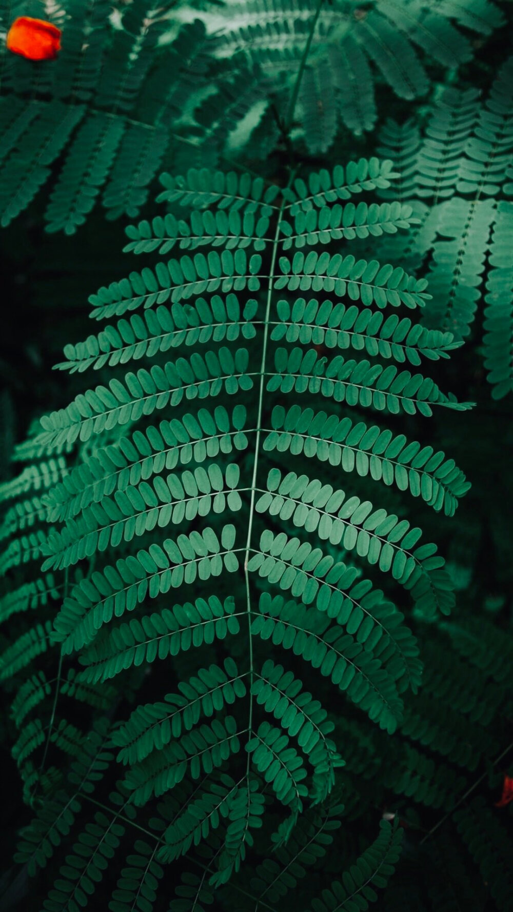 绿色养眼的植物，喜欢吗