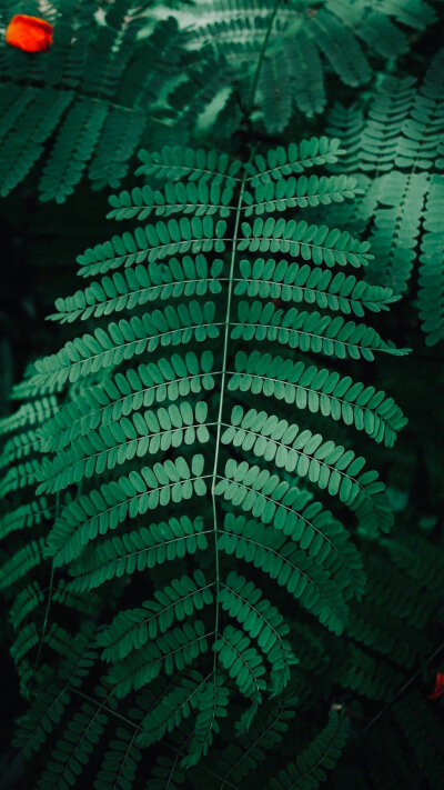 绿色养眼的植物，喜欢吗