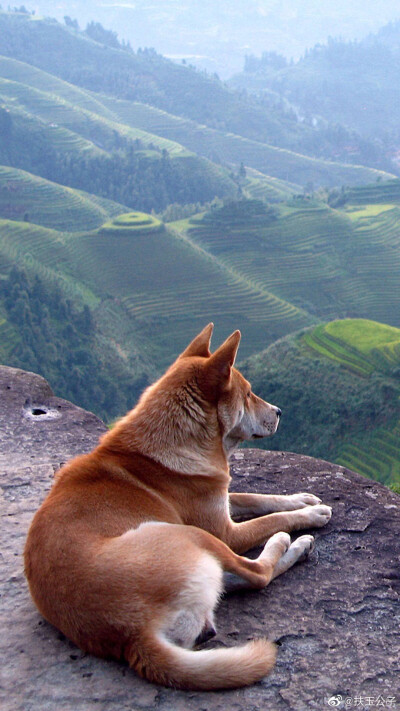 秋田犬