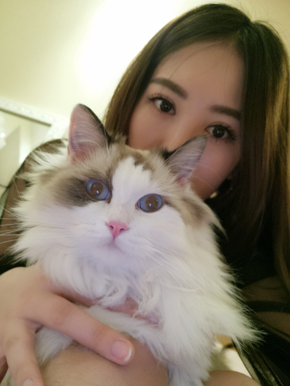 我的小猪猫