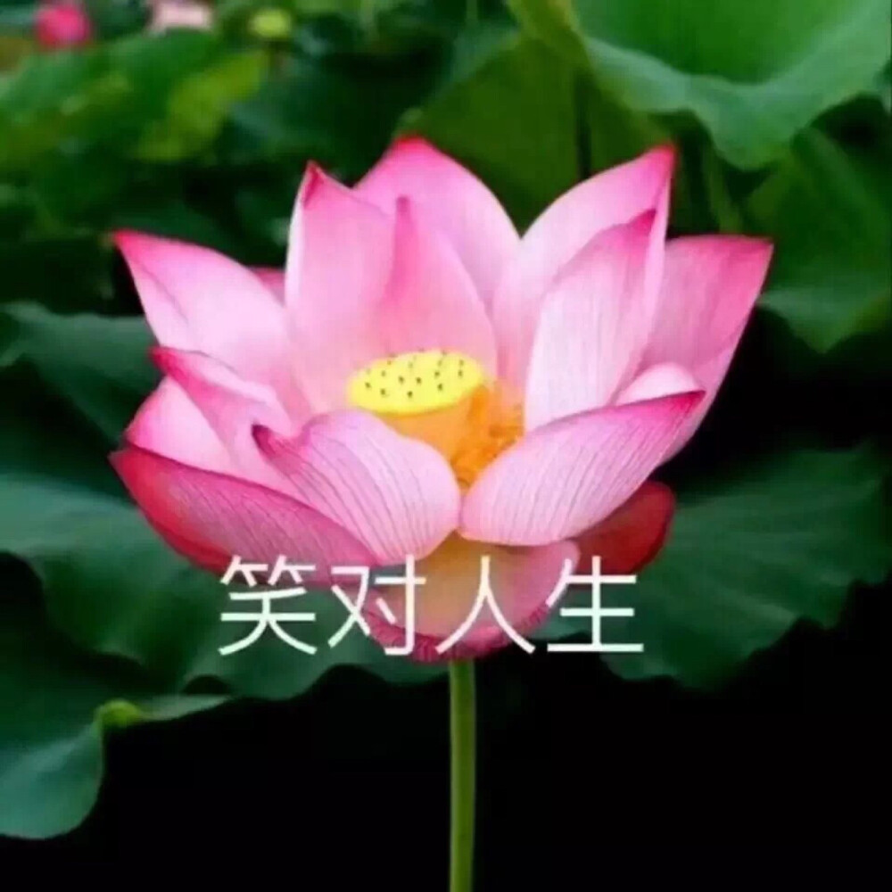 莲花头像