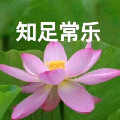 莲花头像