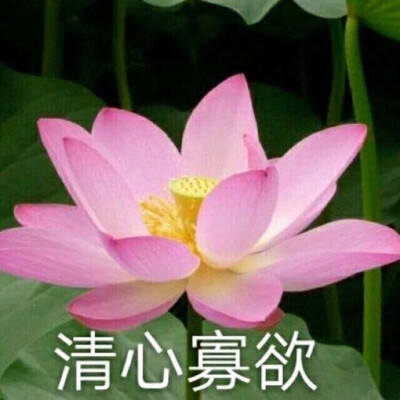 莲花头像