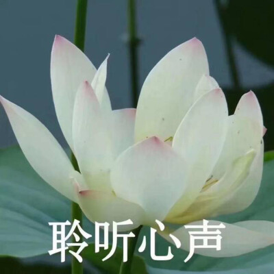 莲花头像