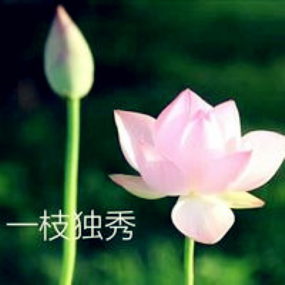 莲花头像