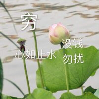 莲花头像