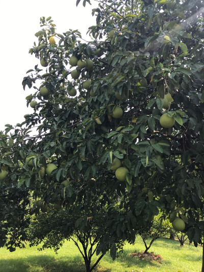 橘子洲头