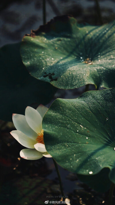 |今日白露|白色的水珠密集附着在植物茎叶和花瓣上，清晨阳光照射，看上去晶莹剔透、洁白无瑕。
摄影@微风吹淡的蓝
#二十四节气##二十四节气看江苏# ​