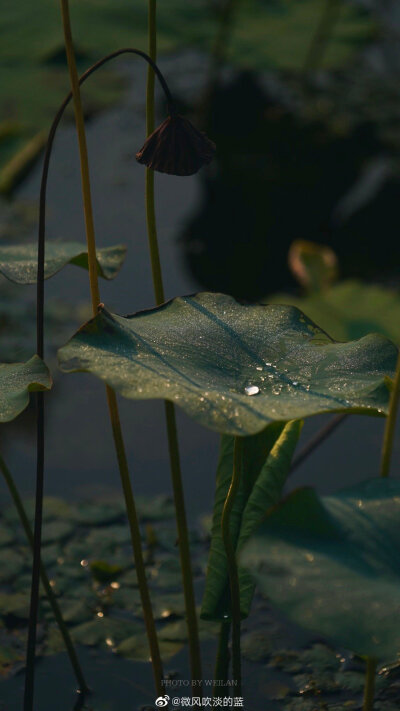 |今日白露|白色的水珠密集附着在植物茎叶和花瓣上，清晨阳光照射，看上去晶莹剔透、洁白无瑕。
摄影@微风吹淡的蓝
#二十四节气##二十四节气看江苏# ​