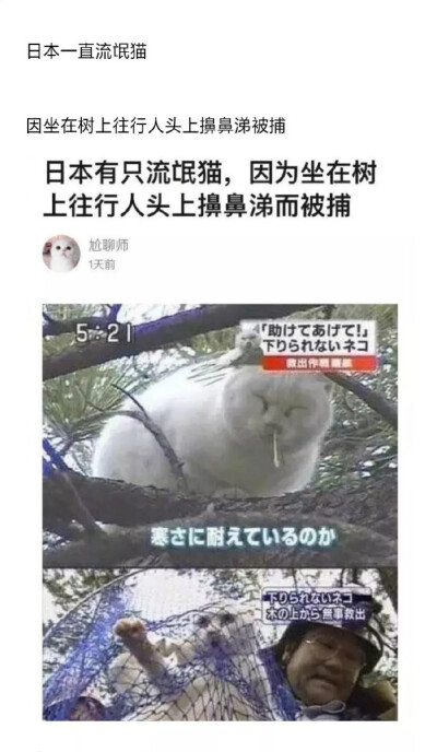 猫咪