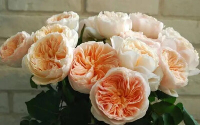 朱丽叶玫瑰
这种玫瑰的颜色非常特别，看起来浪漫非常。一朵花达到了三百万左右英镑，这个价钱可以在我们国家买五六座岛，如果在国外，还能买六七座岛屿，可以说是天价了。