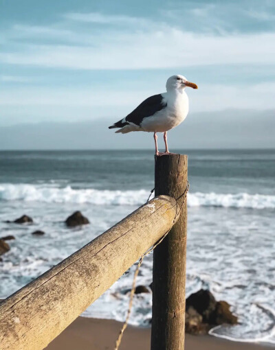 看海