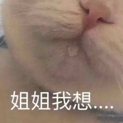 猫咪