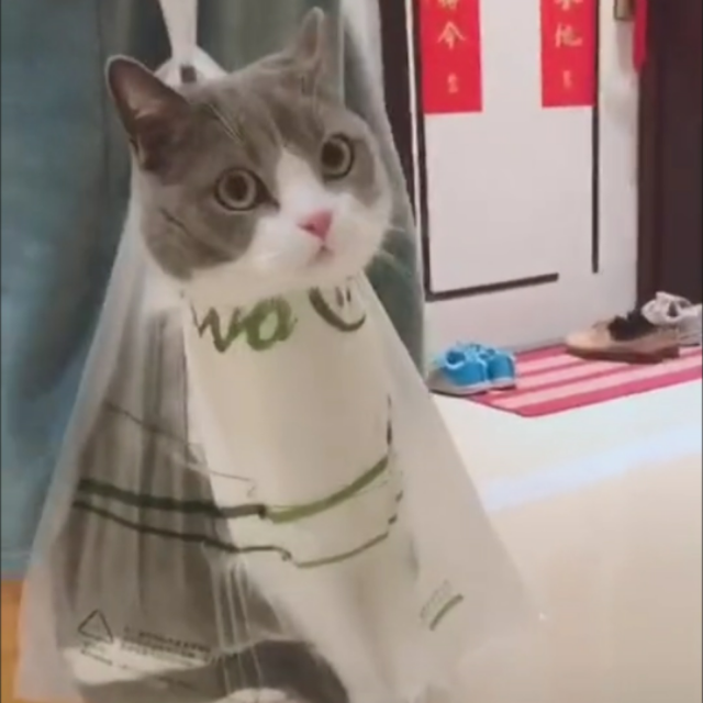 猫咪