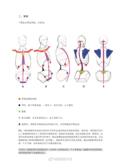 人体结构速写。