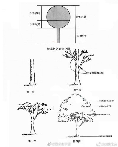 各种形状的植物速写。