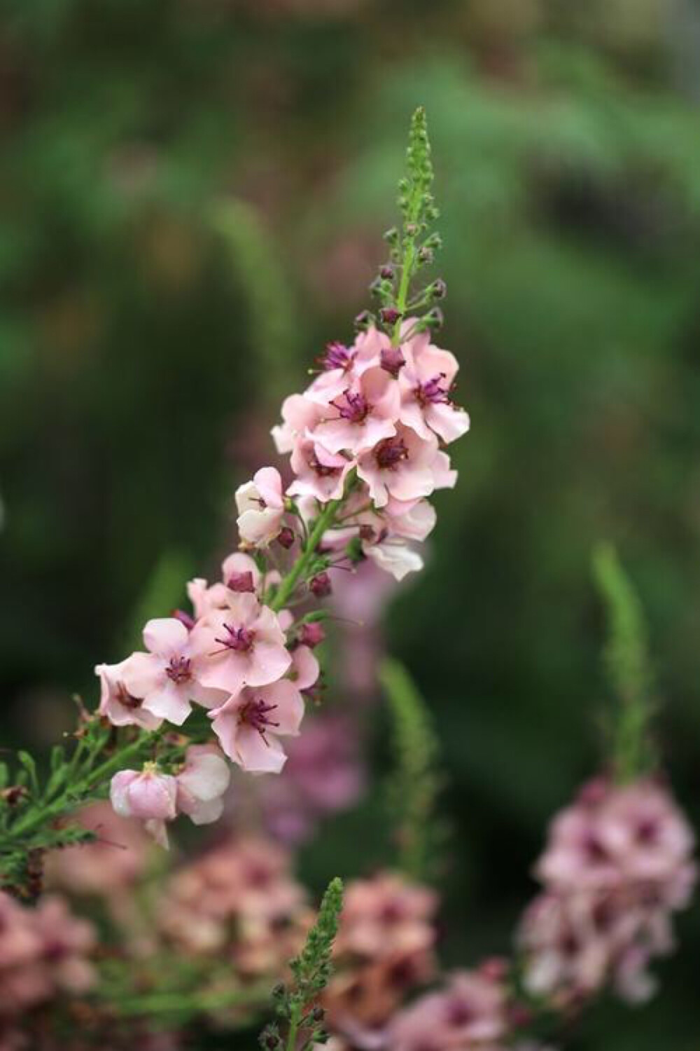 毛蕊花