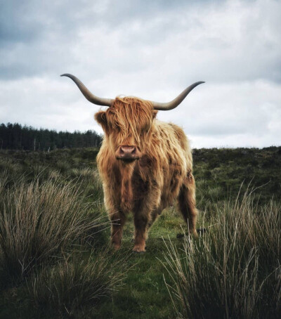 苏格兰｜Jamesalroca