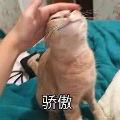 猫猫头