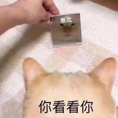 猫猫头