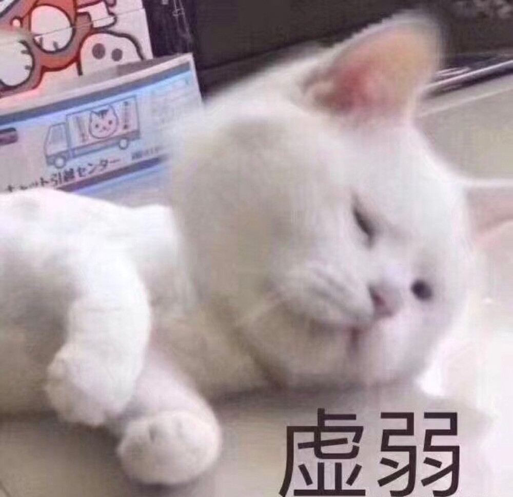 猫猫头