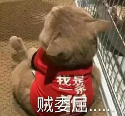 猫猫头