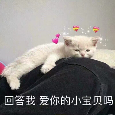 猫猫头