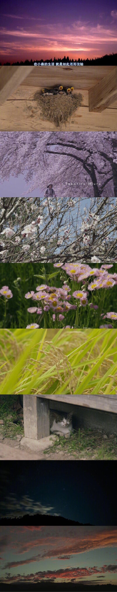 小森林里的春夏秋冬