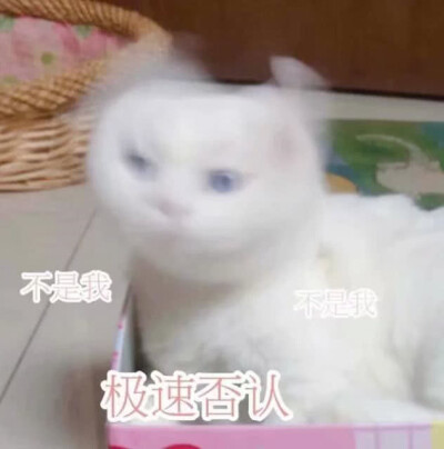 猫 表情包