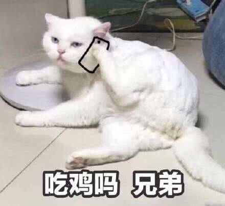 猫 表情包