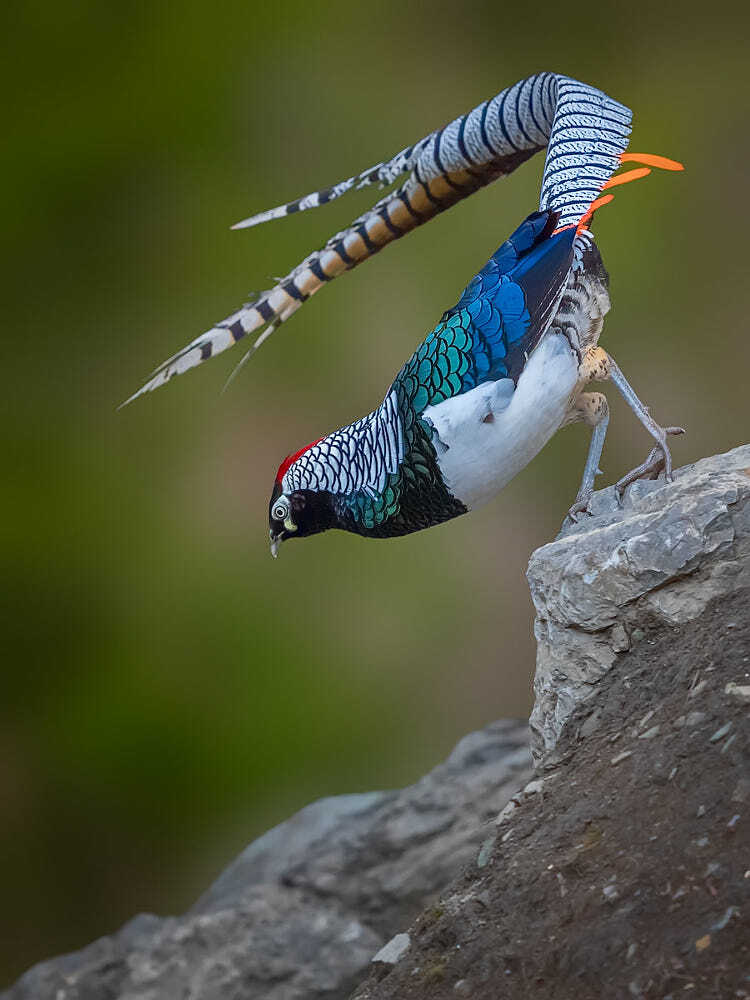 白腹锦鸡