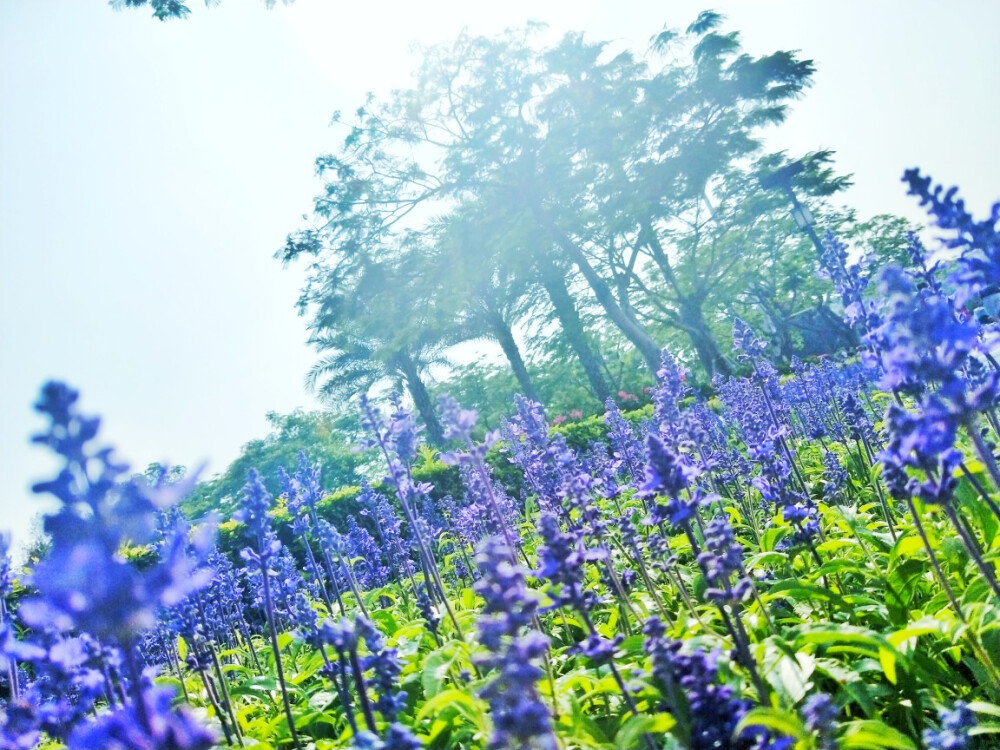 摄影 厦门花开