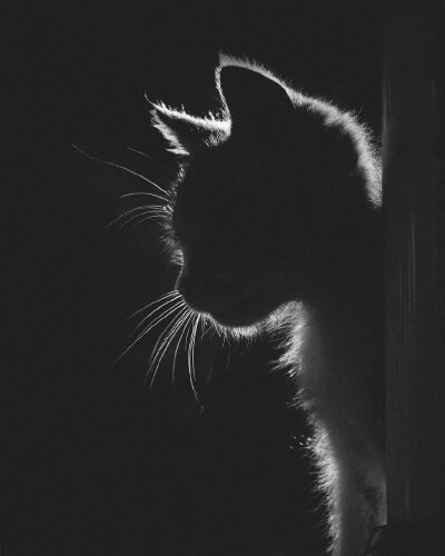 猫 黑白光影