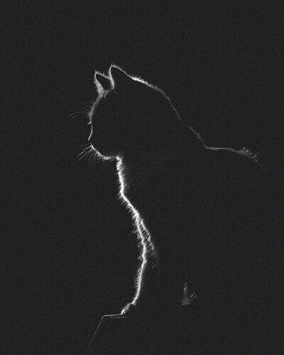 猫 黑白光影