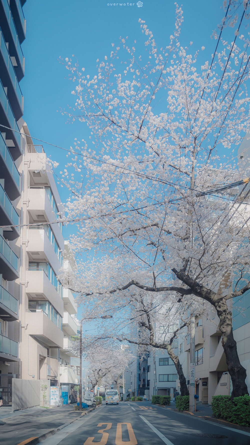 花店不开了 花继续开